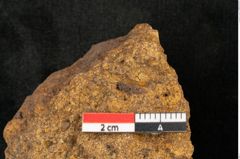 Foto (Detailansicht) von Plantae indet.  (NHMW-GEO-2024-0188-10391)